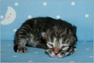 Female Siberian Kitten from Deedlebug Siberians